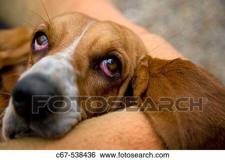 Basset Hound View Large Photo Image Stock Photograph - Basset Hound. Fotosearch