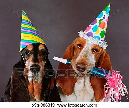 Stock Photo - Bassett Hounds. Fotosearch