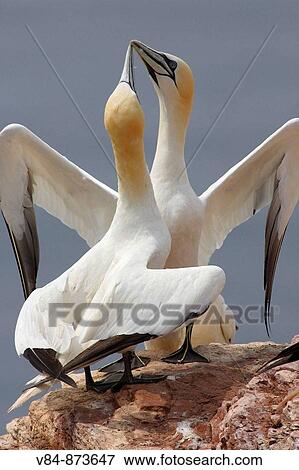 Basstoelpel / Northern Gannet / Sula bassana / Morus bassanus View Large Photo Image Stock Photo - Basstoelpel / Northern Gannet / Sula bassana / Morus bassanus. Fotosearch