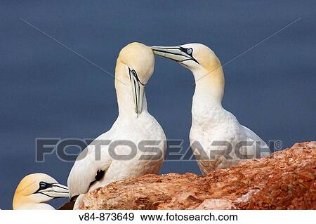 Basstoelpel / Northern Gannet / Sula bassana / Morus bassanus View Large Photo Image Stock Photo - Basstoelpel / Northern Gannet / Sula bassana / Morus bassanus. Fotosearch