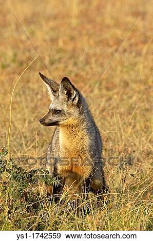 Bat Eared Fox, otocyon megalotis, Adult standing on Dry Grass, Masai Mara Park in Kenya View Large Photo Image Stock Photo - Bat Eared Fox, otocyon megalotis, Adult standing on Dry Grass, Masai Mara Park in Kenya. Fotosearch