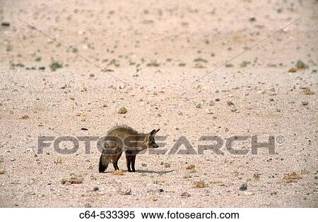Bat-Eared Fox (Otocyon megalotis), female, Namibia View Large Photo Image Stock Photography - Bat-Eared Fox (Otocyon megalotis), female, Namibia. Fotosearch
