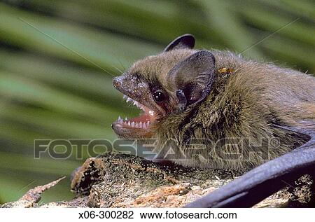 Stock Image - Bat (Pipistrellus pipistrellus). Fotosearch