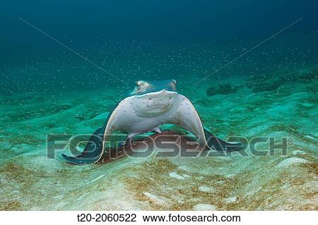 Bat Ray, Myliobatis californica, Cabo Pulmo Marine National Park, Baja California Sur, Mexico. View Large Photo Image Stock Image - Bat Ray, Myliobatis californica, Cabo Pulmo Marine National Park, Baja California Sur, Mexico.. Fotosearch