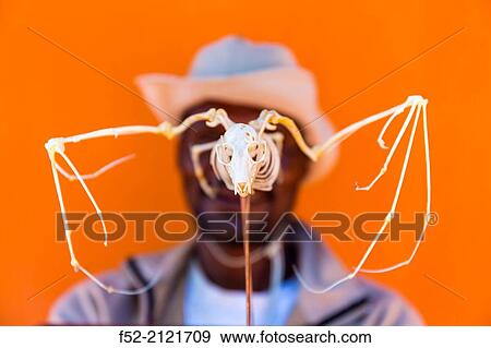 Bat skeleton, Straw-coloured fruit bat (Eidolon helvum), Kasanka National Park, Serenje, Zambia, Africa. View Large Photo Image Stock Photo - Bat skeleton, Straw-coloured fruit bat (Eidolon helvum), Kasanka National Park, Serenje, Zambia, Africa.. Fotosearch