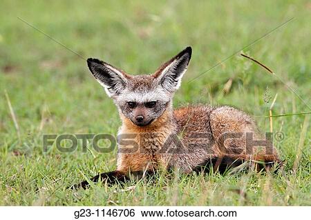 Bateared Fox View Large Photo Image Stock Photograph - Bateared Fox. Fotosearch