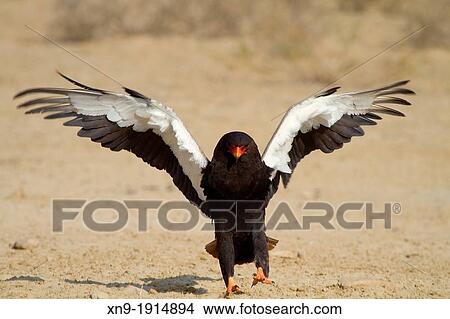 Bateleur Terathopius ecaudatus, in the waterhole, Mabuasehube, Kgalagadi Trnafrontier Park, Kalahari desert, Botswana. View Large Photo Image Picture - Bateleur Terathopius ecaudatus, in the waterhole, Mabuasehube, Kgalagadi Trnafrontier Park, Kalahari desert, Botswana.. Fotosearch