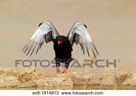 Bateleur Terathopius ecaudatus, in the waterhole, Mabuasehube, Kgalagadi Trnafrontier Park, Kalahari desert, Botswana. View Large Photo Image Stock Image - Bateleur Terathopius ecaudatus, in the waterhole, Mabuasehube, Kgalagadi Trnafrontier Park, Kalahari desert, Botswana.. Fotosearch