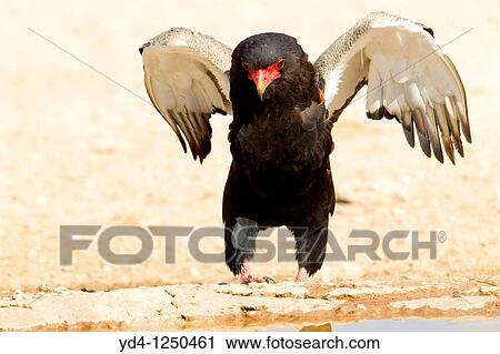 Stock Image - Bateleur Terathopius ecaudatus, in the waterhole, Mabuasehube, Kgalagadi Transfrontier Park, Kalahari desert, Botswana. Fotosearch
