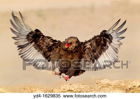 Bateleur Terathopius ecaudatus, in the waterhole, Mabuasehube, Kgalagadi Transfrontier Park, Kalahari desert, Botswana View Large Photo Image Stock Photography - Bateleur Terathopius ecaudatus, in the waterhole, Mabuasehube, Kgalagadi Transfrontier Park, Kalahari desert, Botswana. Fotosearch