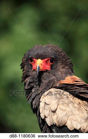 Bateleur Terathopius ecaudatus Order: falconiformes family: accipitrides. View Large Photo Image Stock Photograph - Bateleur Terathopius ecaudatus Order: falconiformes family: accipitrides.. Fotosearch
