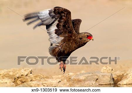 Bateleur (Terathopius ecaudatus), flying, Mabuasehube, Kgalagadi Transfrontier Park, Kalahari desert, Botswana. View Large Photo Image Stock Photo - Bateleur (Terathopius ecaudatus), flying, Mabuasehube, Kgalagadi Transfrontier Park, Kalahari desert, Botswana.. Fotosearch