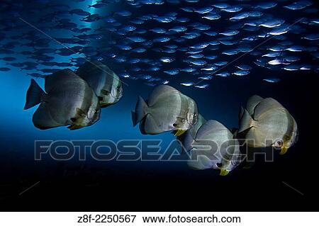 Batfish & Baitfish Schools uner the pier, Ambon Bay, Air Manis. View Large Photo Image Stock Photo - Batfish & Baitfish Schools uner the pier, Ambon Bay, Air Manis.. Fotosearch