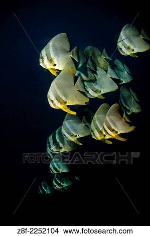 Batfish School Marovo Lagoon, Solomon Islands. View Large Photo Image Picture - Batfish School Marovo Lagoon, Solomon Islands.. Fotosearch