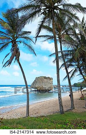 Bathsheba Beach Atlantic Ocean Barbados Caribbean Cruise Norwegian Sun Lesser Antilles. View Large Photo Image Picture - Bathsheba Beach Atlantic Ocean Barbados Caribbean Cruise Norwegian Sun Lesser Antilles.. Fotosearch