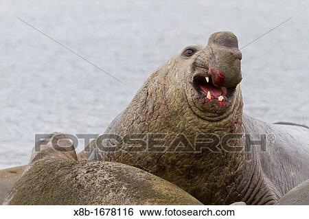Battle-scarred adult? beachmaster? bull southern elephant seal Mirounga leonina bellowing to challenger bull at breeding site at Peggotty Bluff in King Haakon Bay on South Georgia Island in the Southern Ocean View Large Photo Image Stock Photograph - Battle-scarred adult? beachmaster? bull southern elephant seal Mirounga leonina bellowing to challenger bull at breeding site at Peggotty Bluff in King Haakon Bay on South Georgia Island in the Southern Ocean. Fotosearch