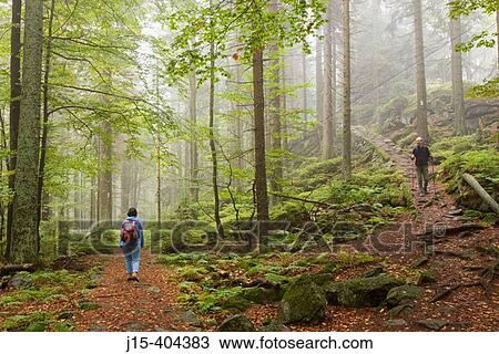 Bavarian Forest National Park. Germany View Large Photo Image Stock Image - Bavarian Forest National Park. Germany. Fotosearch