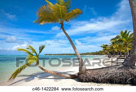 Bavaro beach, Punta Cana, Dominican Republic, West Indies, Caribbean View Large Photo Image Picture - Bavaro beach, Punta Cana, Dominican Republic, West Indies, Caribbean. Fotosearch