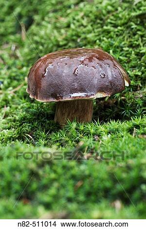 Bay Boletus Fungus (Xerocomus badius) after rain in the forest View Large Photo Image Picture - Bay Boletus Fungus (Xerocomus badius) after rain in the forest. Fotosearch