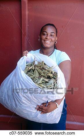 Stock Photography - Bay leaves. Grenada, Caribbean. Fotosearch