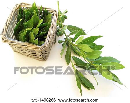 Bay leaves, View Large Photo Image Stock Photograph - Bay leaves,. Fotosearch