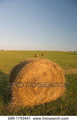 BAYLES OF HAY IN FIELDS FARMLAND BROOKVILLE PENNSYLVANIA USA View Large Photo Image Stock Image - BAYLES OF HAY IN FIELDS FARMLAND BROOKVILLE PENNSYLVANIA USA. Fotosearch