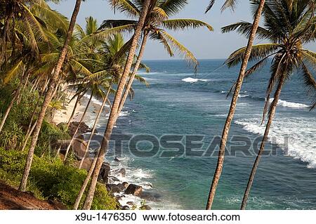 beach and coast near Mirissa, Sri Lanka View Large Photo Image Stock Image - beach and coast near Mirissa, Sri Lanka. Fotosearch