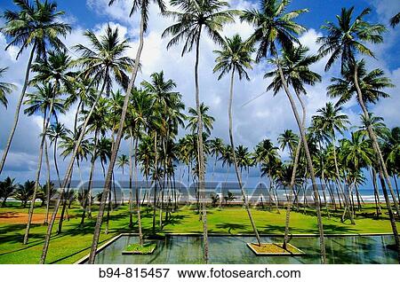 Beach and palm trees in front of Blue Water Hotel, Wadduwa, Sri Lanka View Large Photo Image Stock Photo - Beach and palm trees in front of Blue Water Hotel, Wadduwa, Sri Lanka. Fotosearch