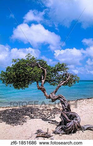Beach and the famous lone Divi Tree in Palm Beach on colorful vacation in Aruba View Large Photo Image Stock Photograph - Beach and the famous lone Divi Tree in Palm Beach on colorful vacation in Aruba. Fotosearch