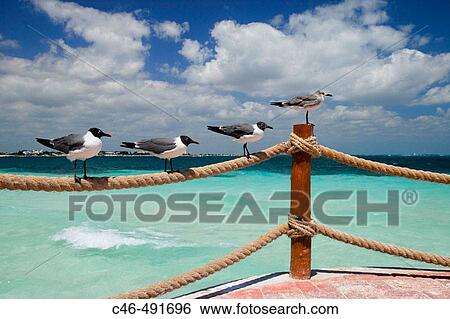 Beach, Cancun. Quintana Roo, Yucatan Peninsula, Mexico View Large Photo Image Stock Photograph - Beach, Cancun. Quintana Roo, Yucatan Peninsula, Mexico. Fotosearch