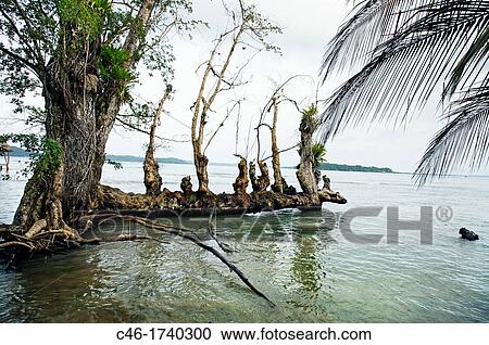 Beach, Carenero island, Bocas del Toro province, Caribbean sea, Panama. View Large Photo Image Stock Image - Beach, Carenero island, Bocas del Toro province, Caribbean sea, Panama.. Fotosearch
