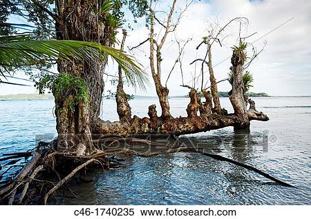 Beach, Carenero island, Bocas del Toro province, Caribbean sea, Panama. View Large Photo Image Stock Photography - Beach, Carenero island, Bocas del Toro province, Caribbean sea, Panama.. Fotosearch