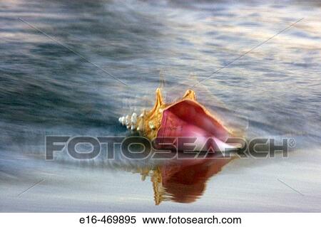 Beach conch shell View Large Photo Image Stock Photography - Beach conch shell. Fotosearch