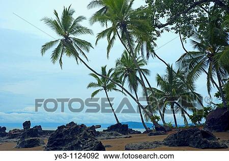 Beach in the Osa Peninsula View Large Photo Image Stock Image - Beach in the Osa Peninsula. Fotosearch