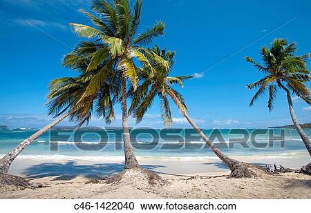 Stock Image - Beach, Las Galeras, Samana Peninsula, Dominican Republic, West Indies, Caribbean. Fotosearch