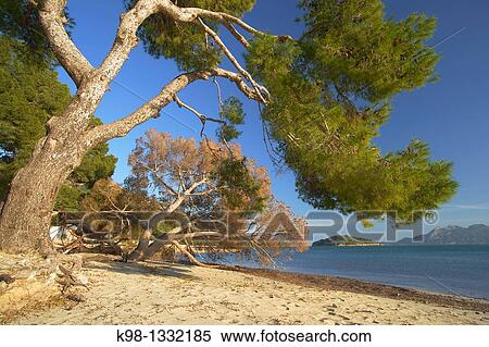 Beach of Formentor Pollen? a Formentor Peninsula, Mallorca Spain Balearic Islands View Large Photo Image Stock Photography - Beach of Formentor Pollen? a Formentor Peninsula, Mallorca Spain Balearic Islands. Fotosearch