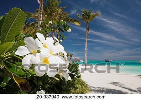 Beach of Maldive Island Kandooma, South Male Atoll, Maldives View Large Photo Image Stock Image - Beach of Maldive Island Kandooma, South Male Atoll, Maldives. Fotosearch