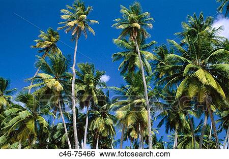 Beach on the South coast, Saint Peter administrative parish. Barbados View Large Photo Image Stock Photograph - Beach on the South coast, Saint Peter administrative parish. Barbados. Fotosearch
