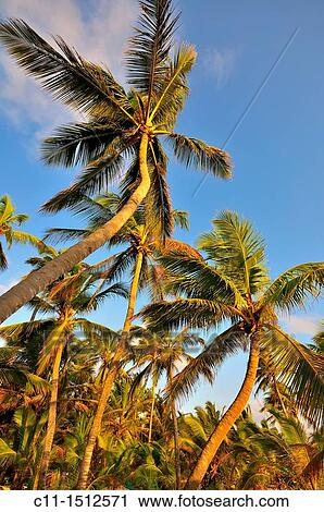 beach, Riu Palace, hotel, Punta Cana, Dominican Republic, Caribbean View Large Photo Image Stock Image - beach, Riu Palace, hotel, Punta Cana, Dominican Republic, Caribbean. Fotosearch