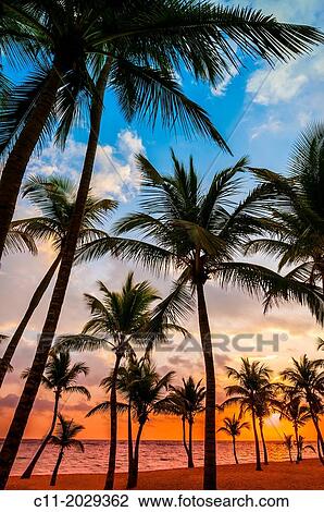 beach; Riu Palace; hotel; Punta Cana; Dominican Republic; Caribbean. View Large Photo Image Stock Image - beach; Riu Palace; hotel; Punta Cana; Dominican Republic; Caribbean.. Fotosearch