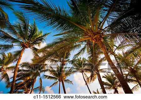 beach, Riu Palace, hotel, Punta Cana, Dominican Republic, Caribbean View Large Photo Image Stock Photograph - beach, Riu Palace, hotel, Punta Cana, Dominican Republic, Caribbean. Fotosearch