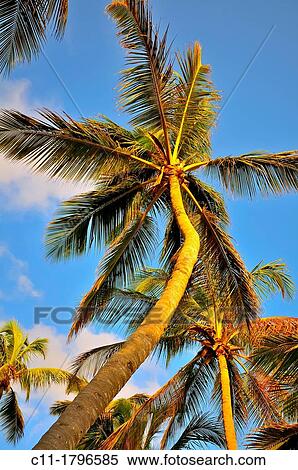 beach, Riu Palace, hotel, Punta Cana, Dominican Republic, Caribbean View Large Photo Image Stock Photography - beach, Riu Palace, hotel, Punta Cana, Dominican Republic, Caribbean. Fotosearch