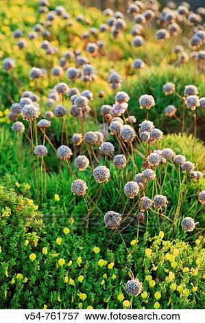Beach Wildflowers, Praia do Malhao, Vila Nova de Milfontes, Alentejo, Portugal View Large Photo Image Stock Photo - Beach Wildflowers, Praia do Malhao, Vila Nova de Milfontes, Alentejo, Portugal. Fotosearch