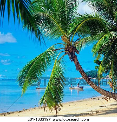 Beach with palm tree, fishermen, boat, Mah? island, Seychelles View Large Photo Image Stock Photo - Beach with palm tree, fishermen, boat, Mah? island, Seychelles. Fotosearch