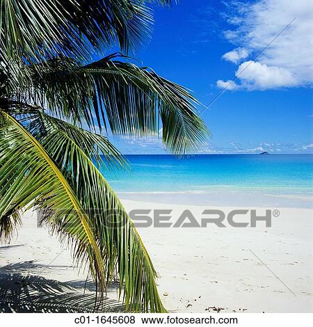 Beach with palm tree, sea, Praslin island, Seychelles View Large Photo Image Stock Photo - Beach with palm tree, sea, Praslin island, Seychelles. Fotosearch