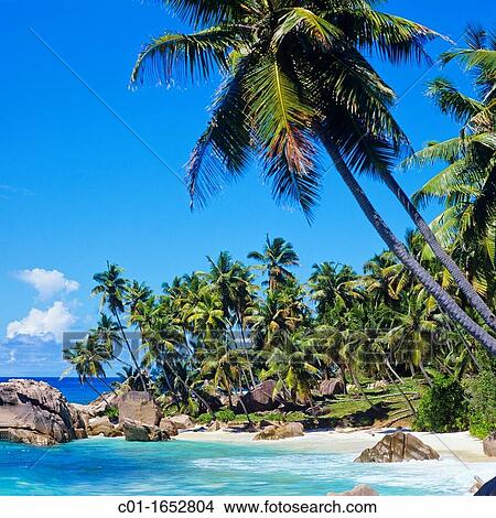 Beach with palm trees, granite rocks, sea, La Digue island, Seychelles View Large Photo Image Picture - Beach with palm trees, granite rocks, sea, La Digue island, Seychelles. Fotosearch
