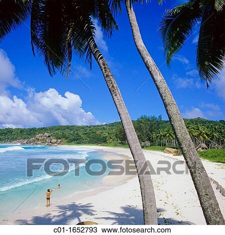 Beach with palm trees, La Digue island, Seychelles View Large Photo Image Stock Image - Beach with palm trees, La Digue island, Seychelles. Fotosearch