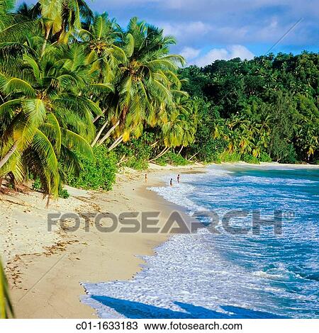 Beach with palm trees, Mah? island, Seychelles View Large Photo Image Stock Image - Beach with palm trees, Mah? island, Seychelles. Fotosearch