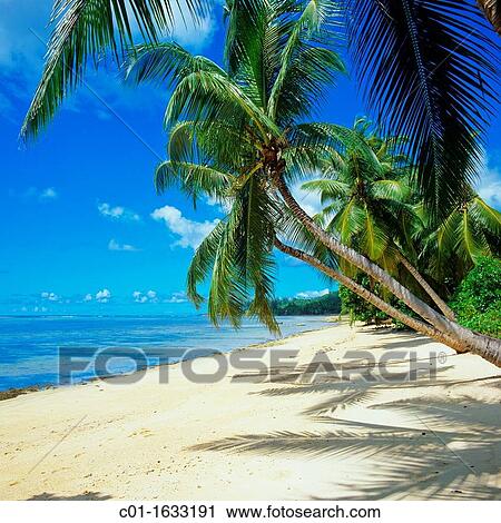 Beach with palm trees, Mah? island, Seychelles View Large Photo Image Stock Image - Beach with palm trees, Mah? island, Seychelles. Fotosearch