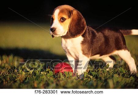 Stock Image - Beagle puppy. Fotosearch